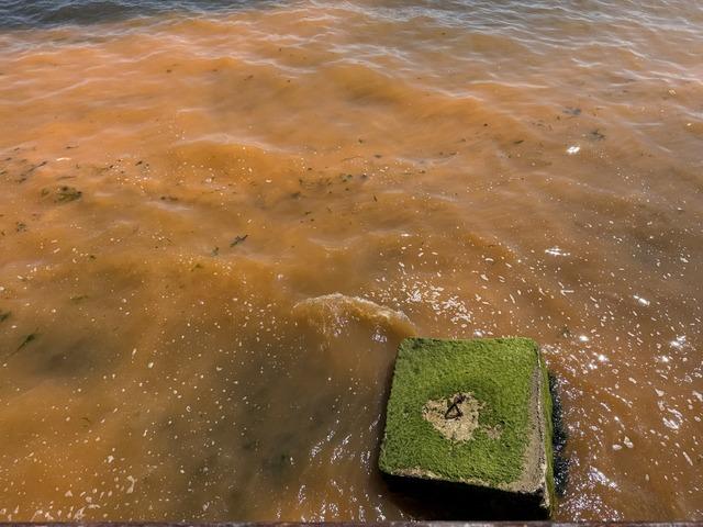 Tekirdağ da planktonların &ccedil;oğalması sonucu denizin rengi yer yer değişti 8