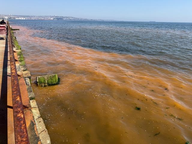 Tekirdağ da planktonların &ccedil;oğalması sonucu denizin rengi yer yer değişti 9
