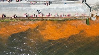 Tekirdağ'da planktonların çoğalması sonucu denizin rengi yer yer değişti