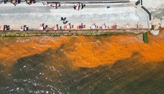 Tekirdağ'da planktonların &ccedil;oğalması sonucu denizin rengi yer yer değişti
