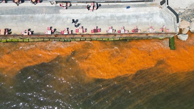 Tekirdağ'da planktonların çoğalması sonucu denizin rengi yer yer değişti