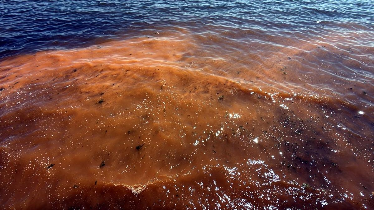 Tekirdağ da alg patlaması! Deniz turuncu renge b&uuml;r&uuml;nd&uuml; 7