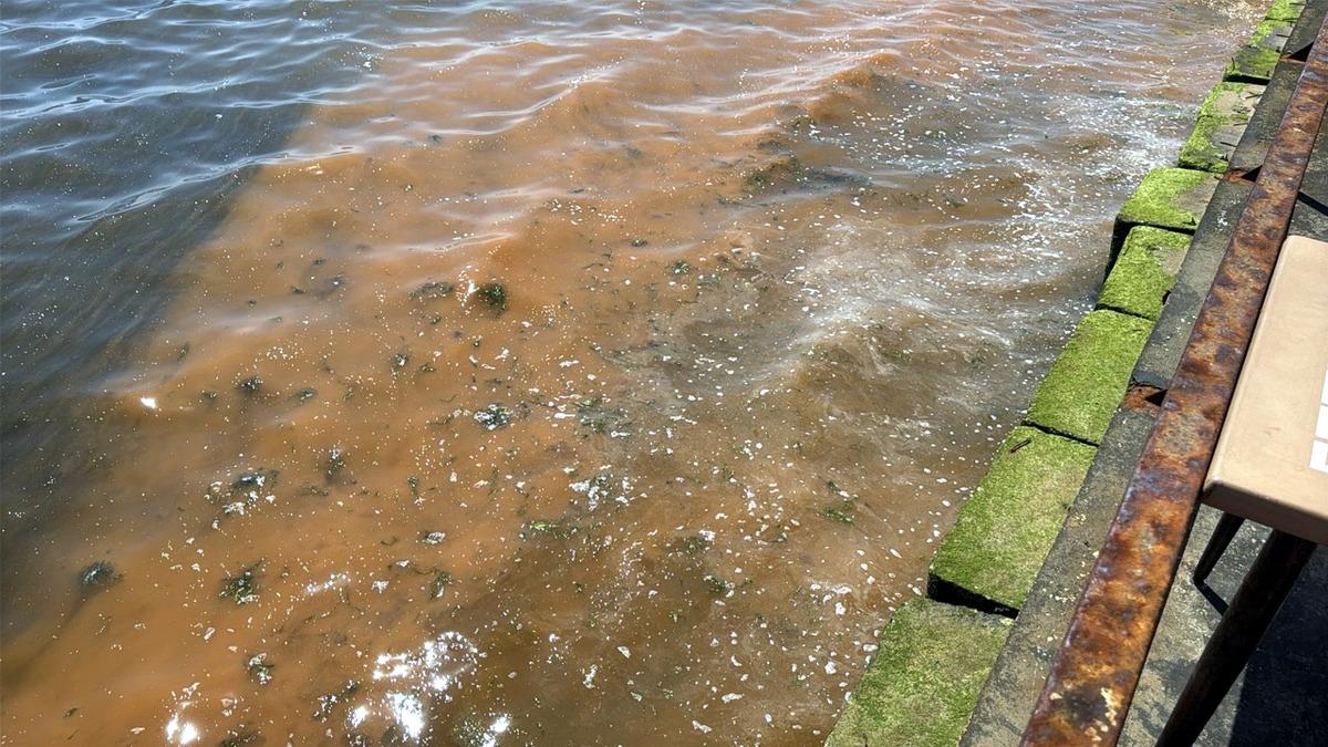 Tekirdağ da alg patlaması! Deniz turuncu renge b&uuml;r&uuml;nd&uuml; 3