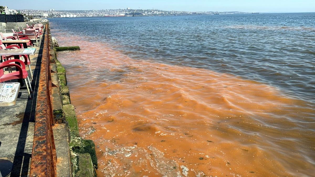 Tekirdağ da alg patlaması! Deniz turuncu renge b&uuml;r&uuml;nd&uuml; 1
