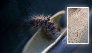 Sancaktepe'de g&ouml;r&uuml;nt&uuml;lendi! Bu b&ouml;ceğe sakın dokunmayın: 'Dil şişer, hayati risk oluşabilir'