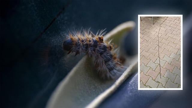 Sancaktepe'de Tehlikeli Böcek: Dokunmayın, Şişlik ve Hayati Risk!