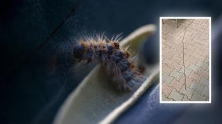 Sancaktepe'de görüntülendi! Bu böceğe sakın dokunmayın: 'Dil şişer, hayati risk oluşabilir'