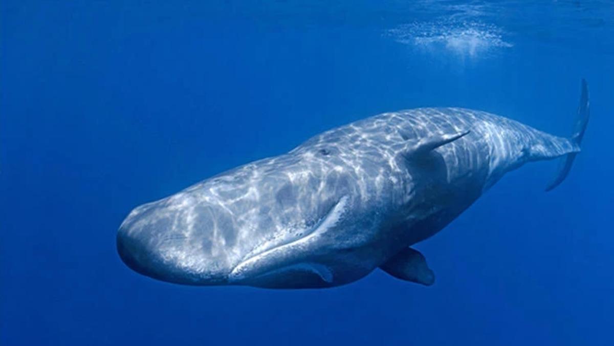 Parf&uuml;mlerin gizli malzemesi kilogramda 65 bin dolar, G&ouml;rsel 1