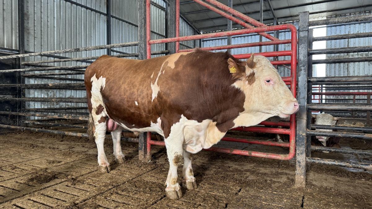&Uuml;lke &uuml;lke gezdiler: 1,5 tonluk tosunun bu yılki fiyatı belli oldu 1