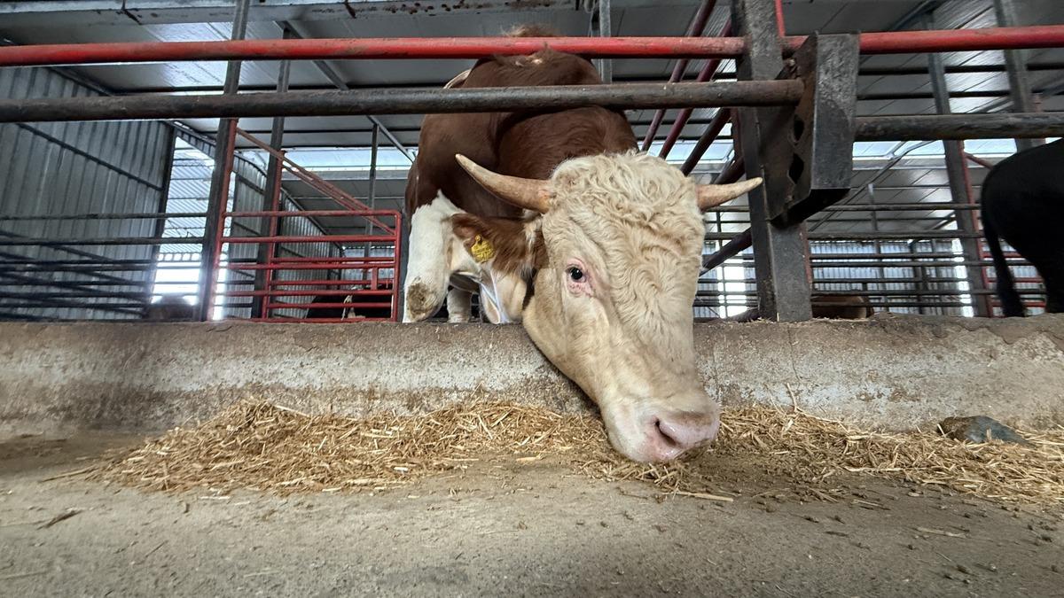 &Uuml;lke &uuml;lke gezdiler: 1,5 tonluk tosunun bu yılki fiyatı belli oldu 2
