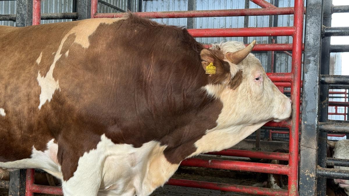 &Uuml;lke &uuml;lke gezdiler: 1,5 tonluk tosunun bu yılki fiyatı belli oldu 3