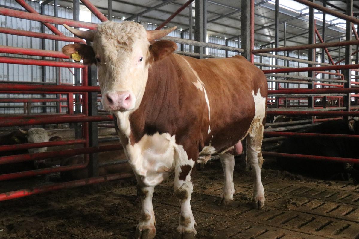 &Uuml;lke &uuml;lke gezdiler: 1,5 tonluk tosunun bu yılki fiyatı belli oldu 4