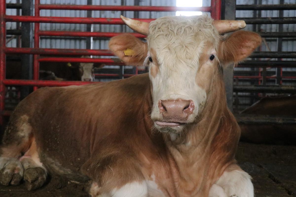 &Uuml;lke &uuml;lke gezdiler: 1,5 tonluk tosunun bu yılki fiyatı belli oldu 5