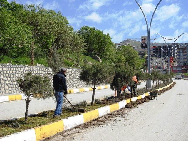 Şırnak Belediyesi, refüj düzenleme çalışması başlattı