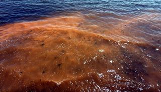 Tekirdağ'da alg patlaması! Deniz turuncu renge b&uuml;r&uuml;nd&uuml;