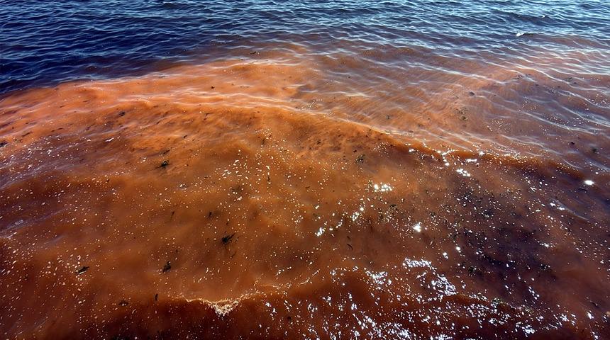 Tekirdağ'da alg patlaması! Deniz turuncu renge b&uuml;r&uuml;nd&uuml;