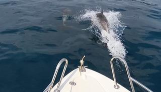 Edirne Saros K&ouml;rfezi&rsquo;nde yunuslar tekne ile yarıştı 