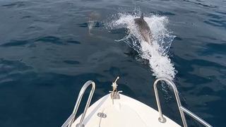 Edirne Saros Körfezi’nde yunuslar tekne ile yarıştı 