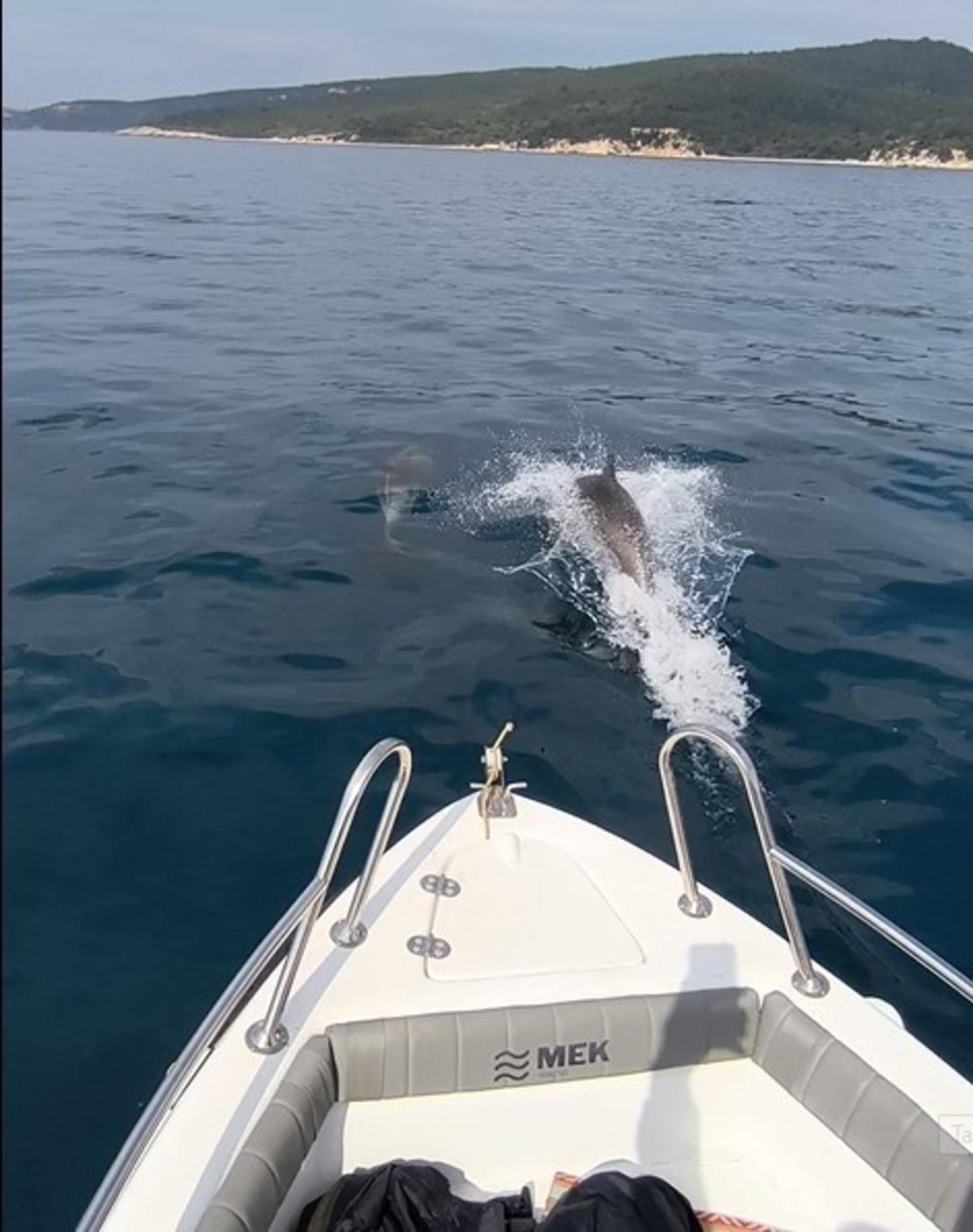 Edirne Saros K&ouml;rfezi&rsquo;nde yunuslar tekne ile yarıştı  1