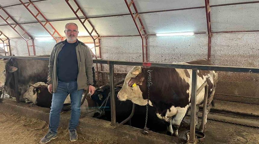 Kurbanlıklar pazara &ccedil;ıkmayı bekliyor