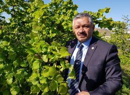 Fındıkta 'külleme' tehdidi