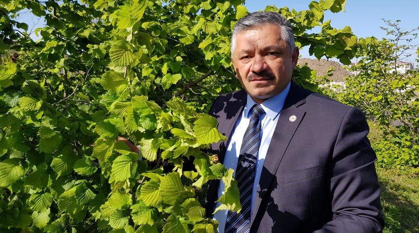 Fındıkta 'külleme' tehdidi