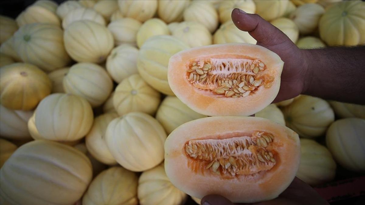 D&uuml;nyanın en pahalı kavunu: 28 bin lira! Masaj yaparak yetiştiriliyor  1