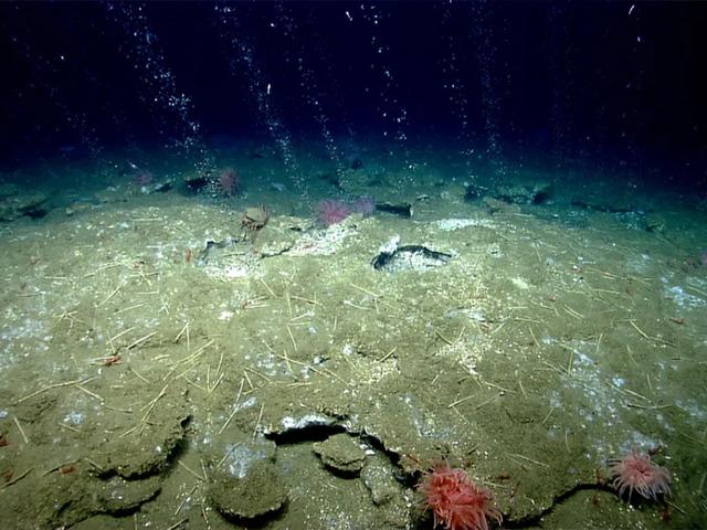 Yer altında beklenmedik hareket: Mikroplar yukarı &ccedil;ıkıyor