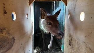 Kızıl geyikler doğada: Yerleştirme faaliyetleri sürüyor