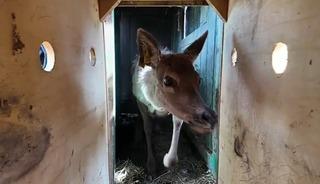 Kızıl geyikler doğada: Yerleştirme faaliyetleri s&uuml;r&uuml;yor