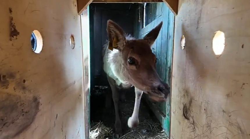 Kızıl geyikler doğada: Yerleştirme faaliyetleri s&uuml;r&uuml;yor