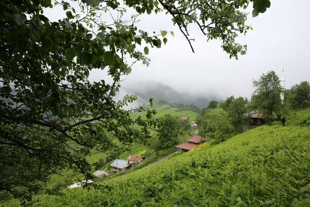 Rize'de bahar güzelliği