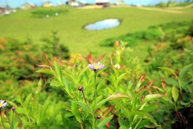 Rize'de bahar güzelliği