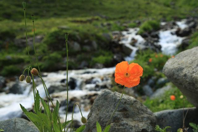 Rize'de bahar güzelliği