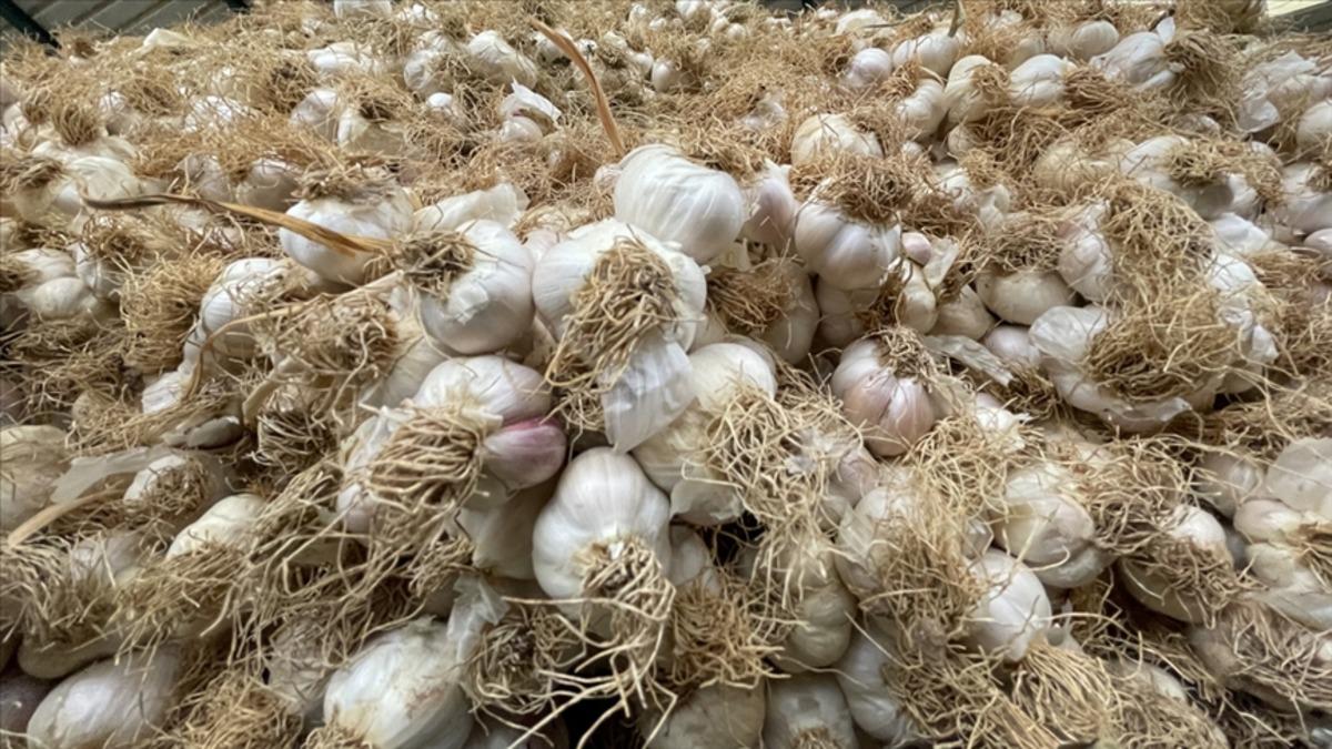 D&uuml;nyanın en iyi sarımsağı belli oldu! Listede T&uuml;rkiye den 2 şehrimiz var 1