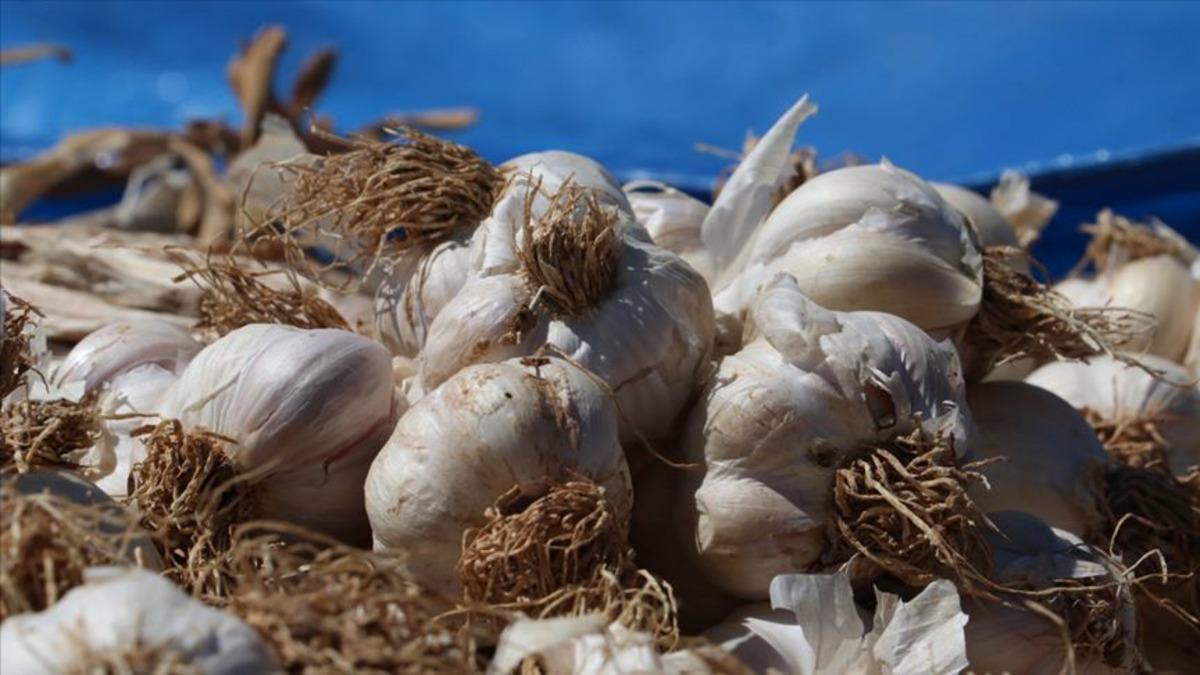 D&uuml;nyanın en iyi sarımsağı belli oldu! Listede T&uuml;rkiye den 2 şehrimiz var 2