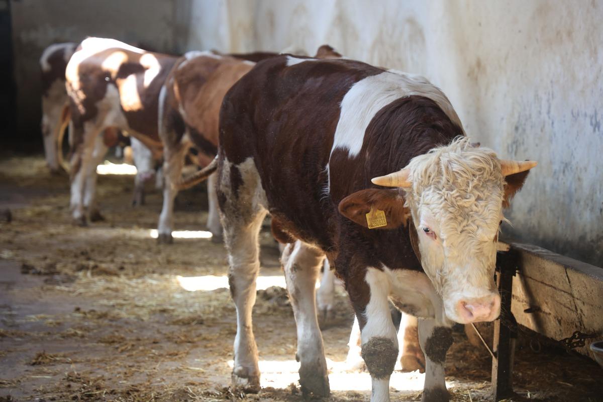 Kurban Bayramı &ouml;ncesi buna dikkat! Fiyatlar belli oldu 1