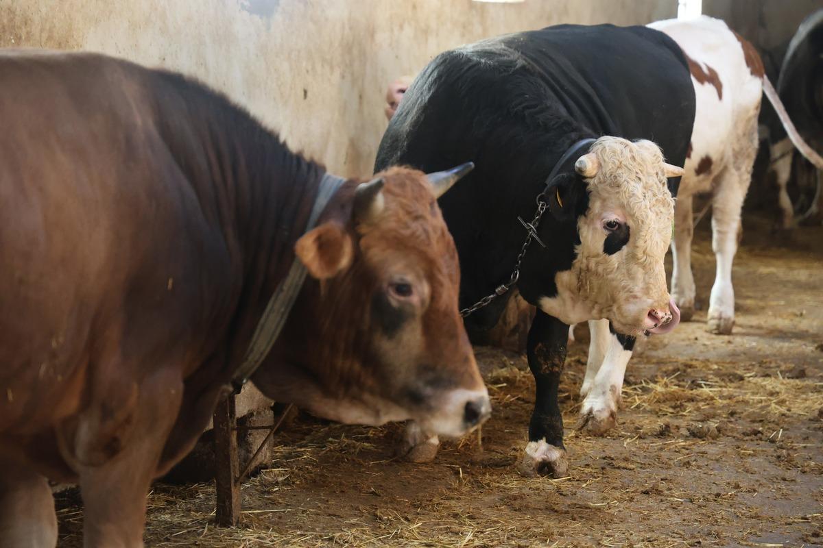 Kurban Bayramı &ouml;ncesi buna dikkat! Fiyatlar belli oldu 2