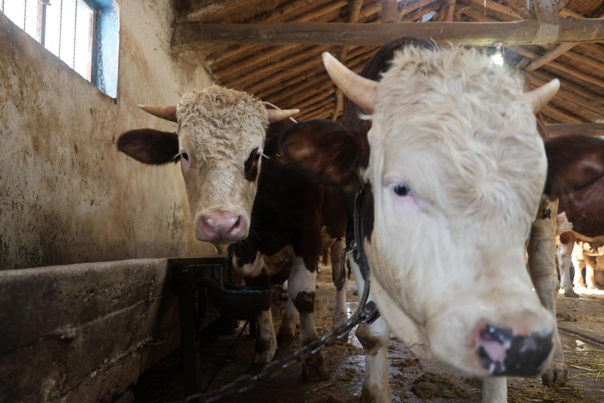 Kurban Bayramı &ouml;ncesi buna dikkat! Fiyatlar belli oldu 3