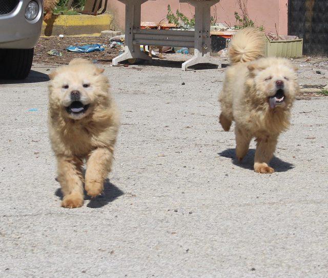 Kapıkule'de yakalanan yavru köpekler ihaleyle satıldı