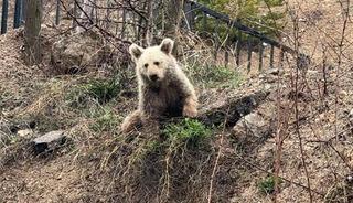 A&ccedil; kalan yavru ayıyı vatandaşlar elleriyle besledi