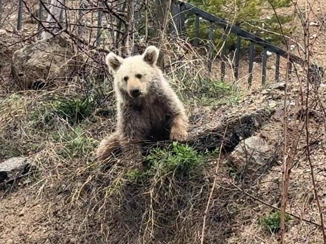 A&ccedil; kalan yavru ayıyı vatandaşlar elleriyle besledi