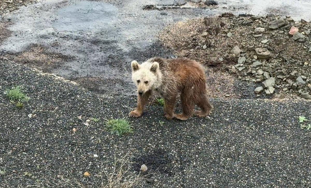 A&ccedil; kalan yavru ayıyı vatandaşlar elleriyle besledi 2