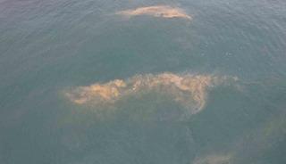 Avcılar kıyılarında tedirgin eden g&ouml;r&uuml;nt&uuml;