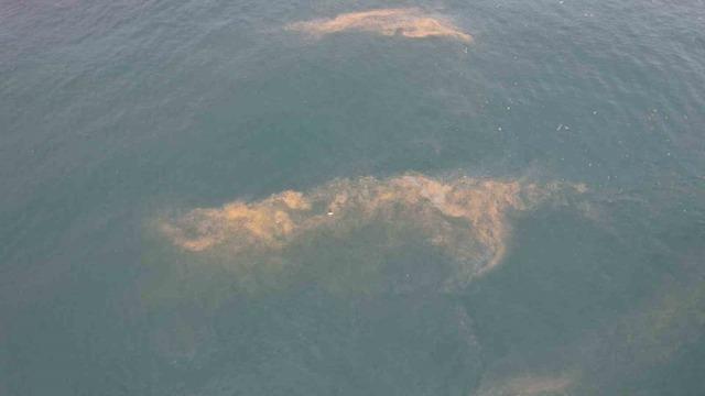 Avcılar kıyılarında tedirgin eden görüntü