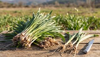 Baharın m&uuml;jdecisi k&ouml;rmen otu nasıl pişirilir? 