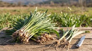 Doğada kendiliğinden yetişiyor: Baharın müjdecisi körmen otu nasıl pişirilir? 