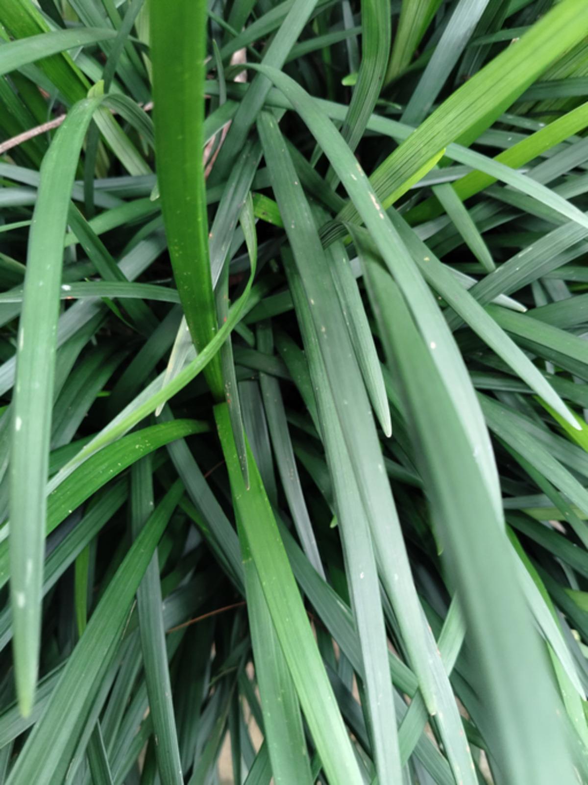 Doğada kendiliğinden yetişiyor: Baharın m&uuml;jdecisi k&ouml;rmen otu nasıl pişirilir?  1