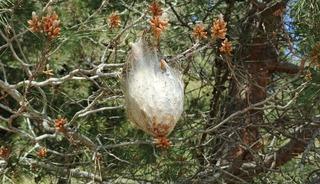 Bir il&ccedil;emizde "&ccedil;am kese b&ouml;ceği" tehlikesi