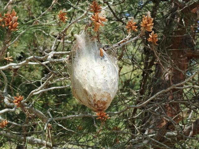 Bir il&ccedil;emizde "&ccedil;am kese b&ouml;ceği" tehlikesi